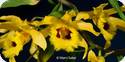 Dendrobium hookerianum